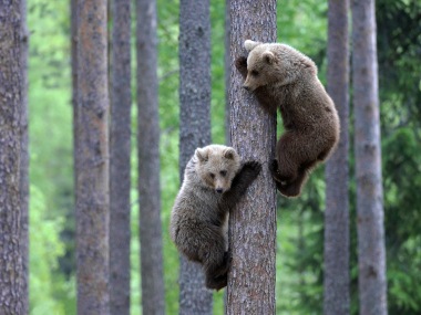 Two European brown bear (Ursus arctos) cubs climbing pine tree in taiga forest, Martinselkonen, Finland, June