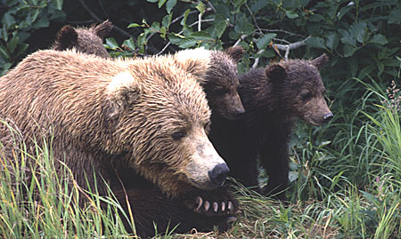 brown_bears_450