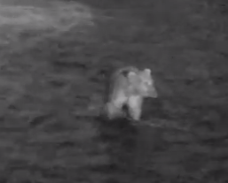 Screen Shot 2015-07-07 at 11.04.06 AM